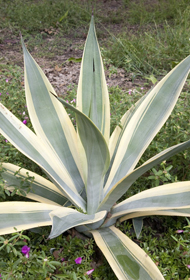 Agave weberi 'Arizona Star'